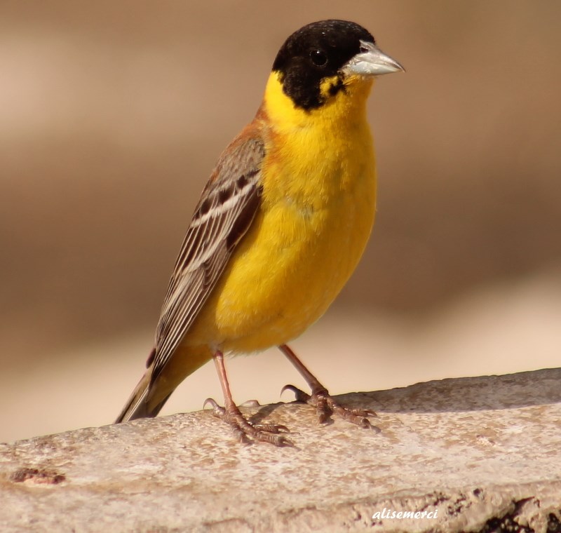 Black-headed Bunting