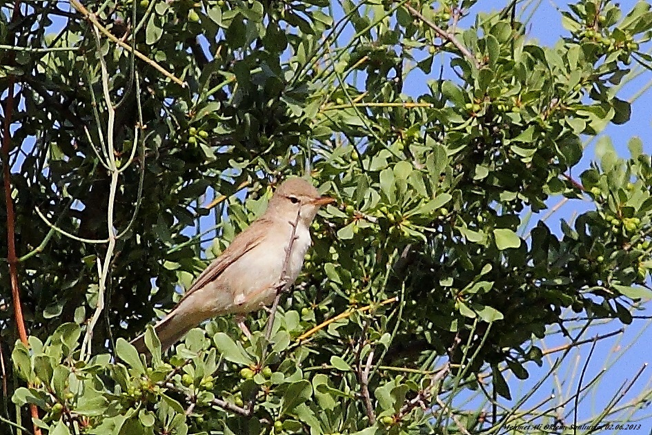 Eastern Olivaceous Warbler
