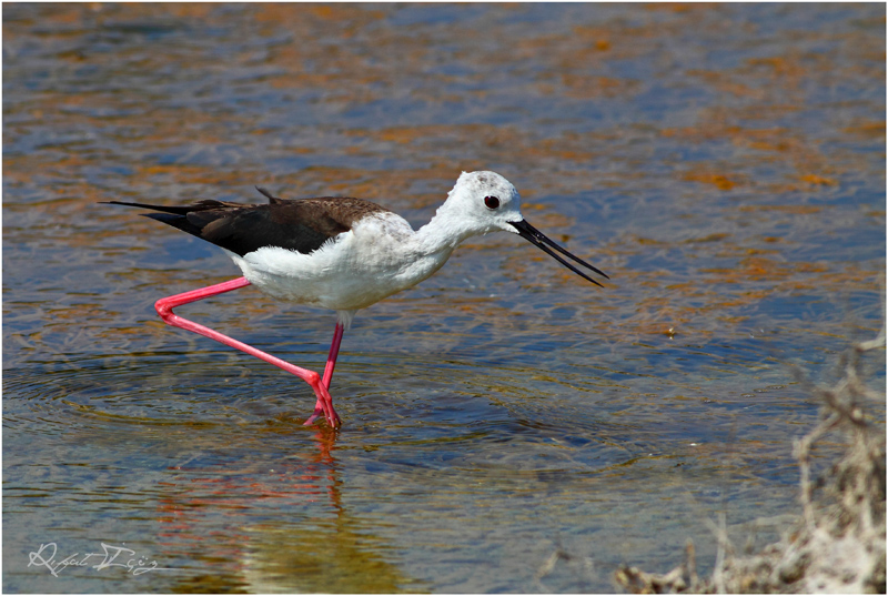 Black-winged Stilt