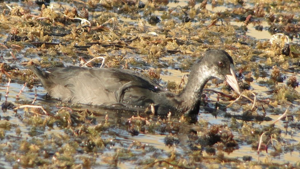 Eurasian Coot