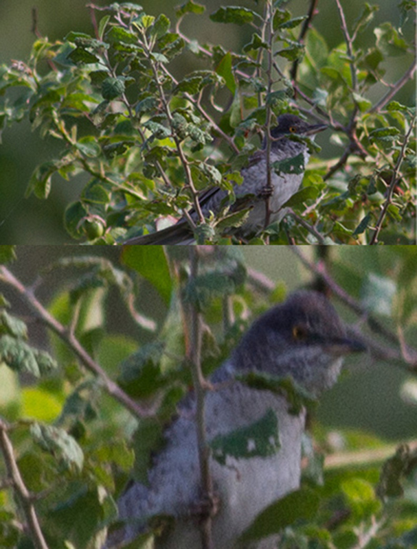 Barred Warbler