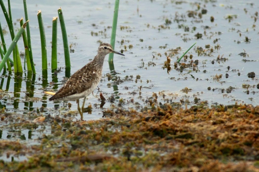 Wood Sandpiper