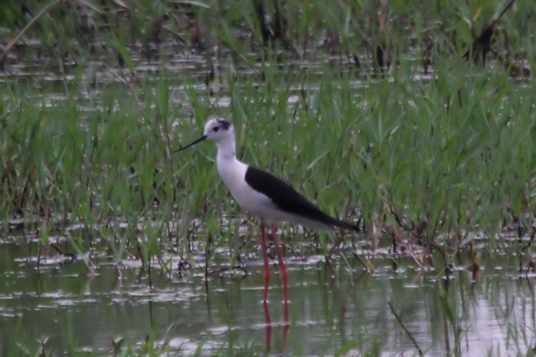 Black-winged Stilt