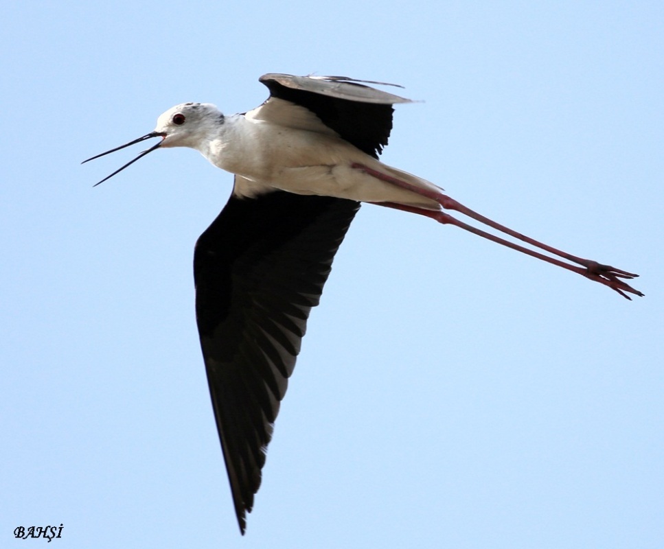 Black-winged Stilt
