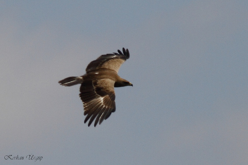 Lesser Spotted Eagle