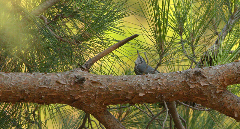 Krüper`s Nuthatch