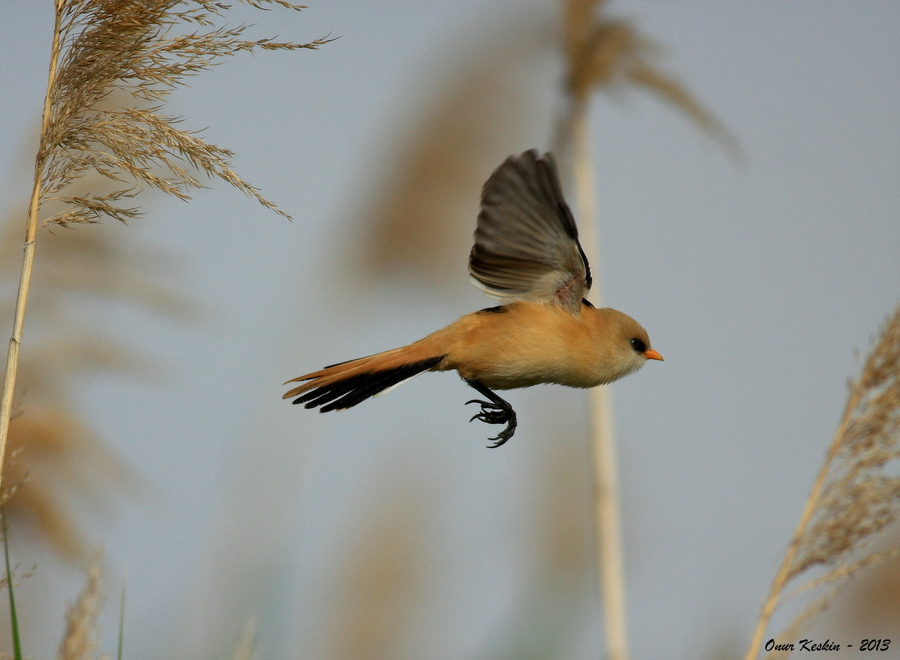 Bearded Reedling