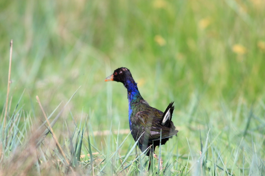 Allen`s Gallinule
