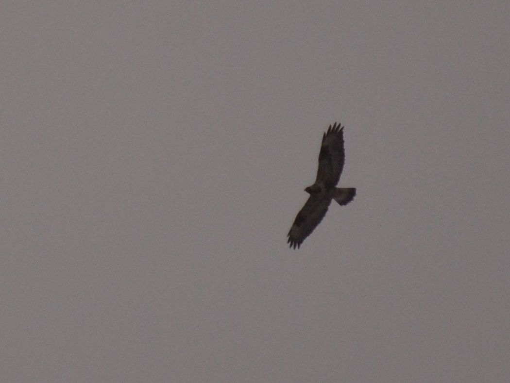 Rough-legged Buzzard