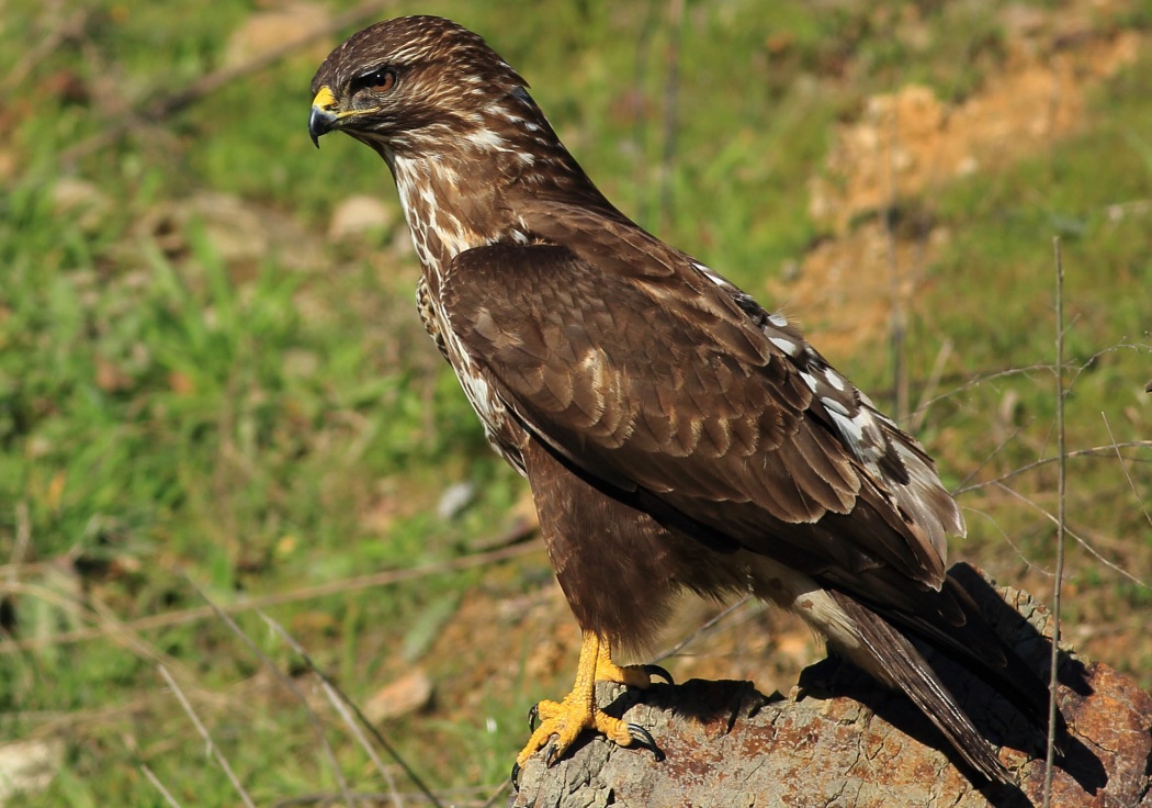 Common Buzzard