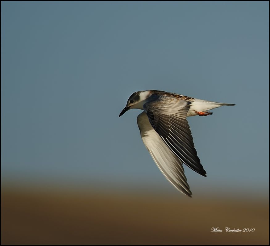 Whiskered Tern