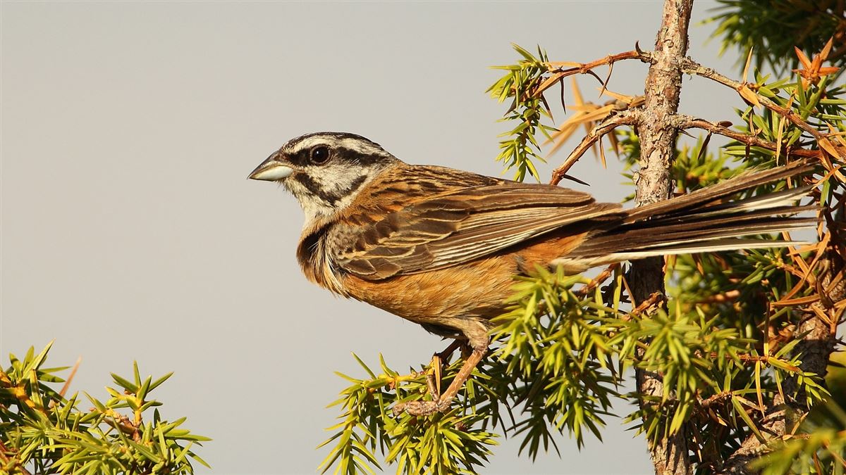 Rock Bunting