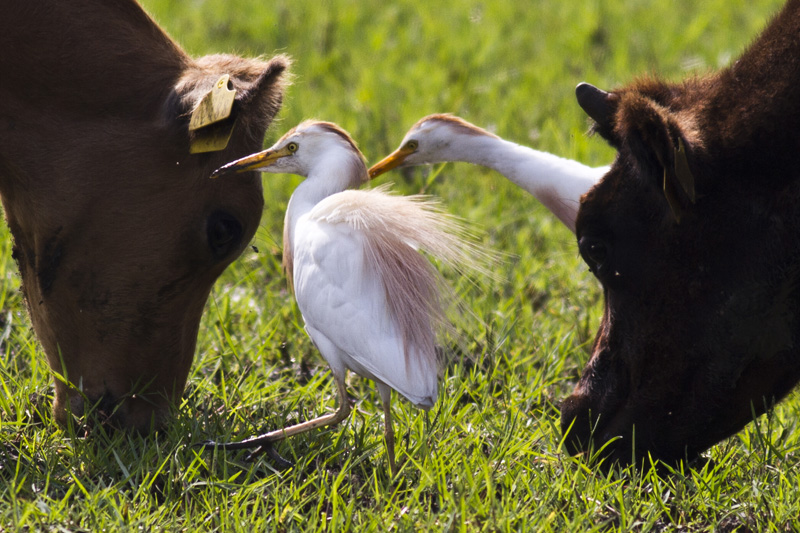 Western Cattle Egret