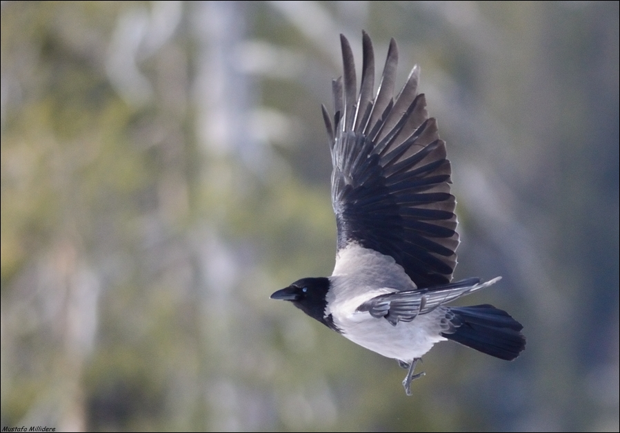 Hooded Crow