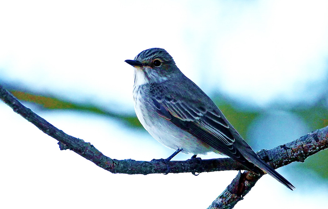 Spotted Flycatcher