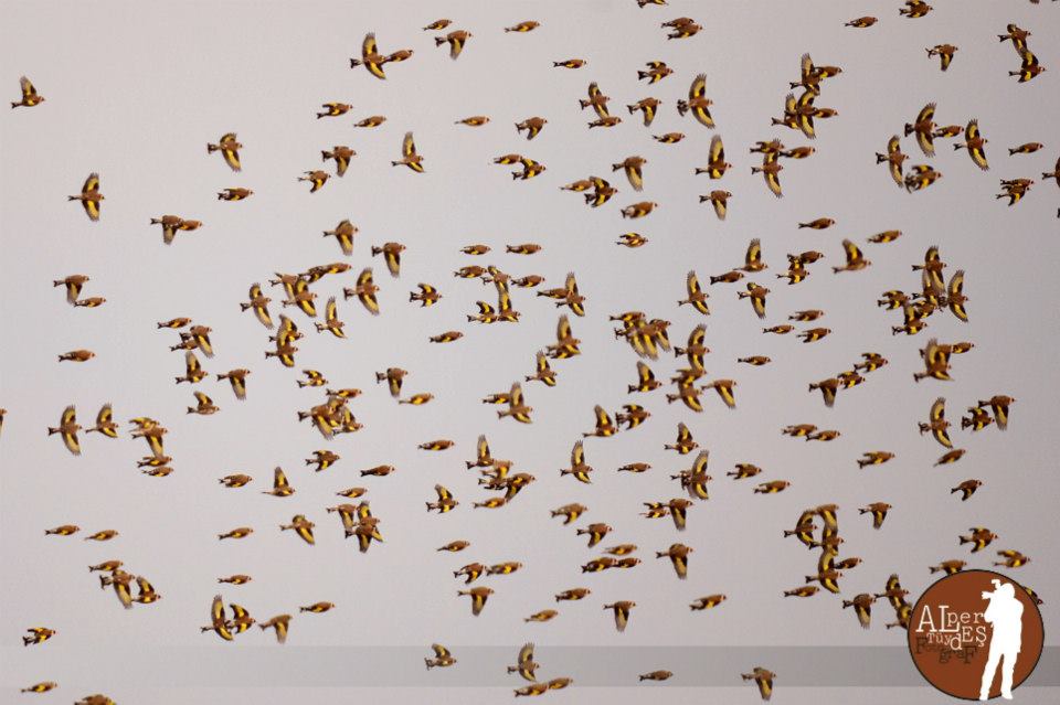 European Goldfinch