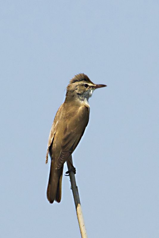 Great Reed Warbler