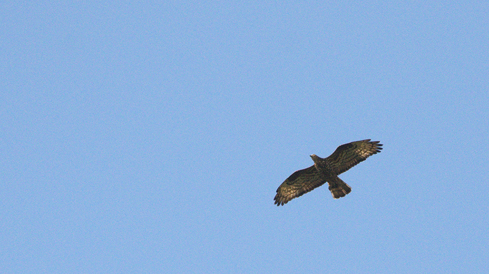 European Honey Buzzard