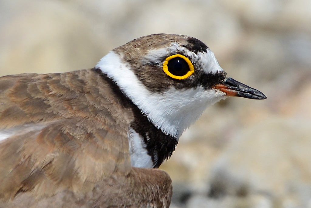 Little Ringed Plover