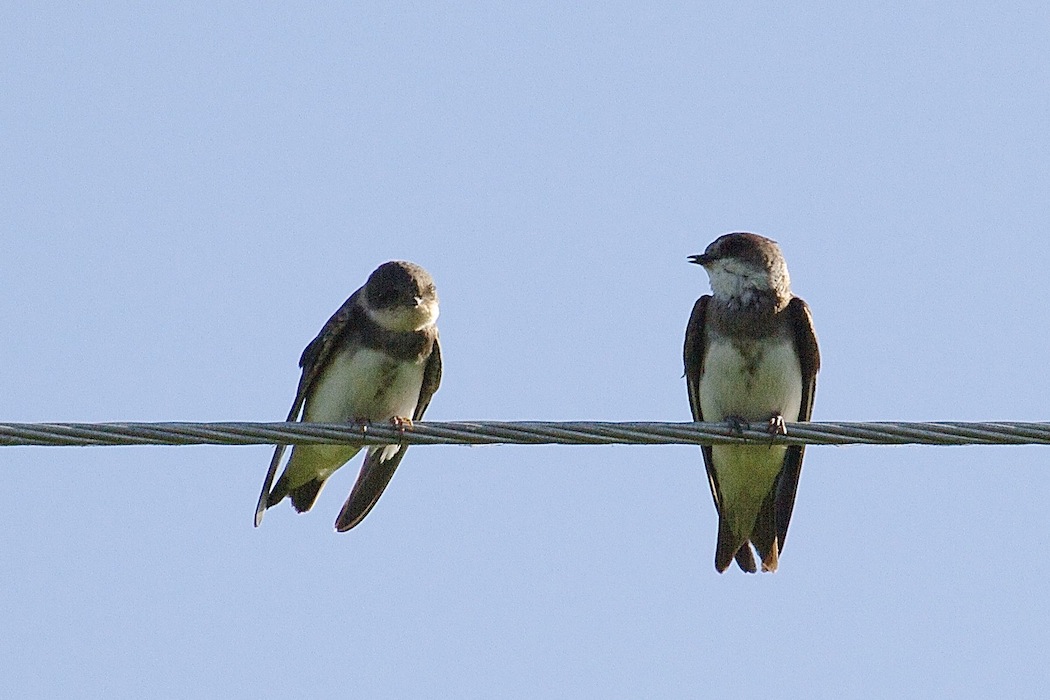 Sand Martin