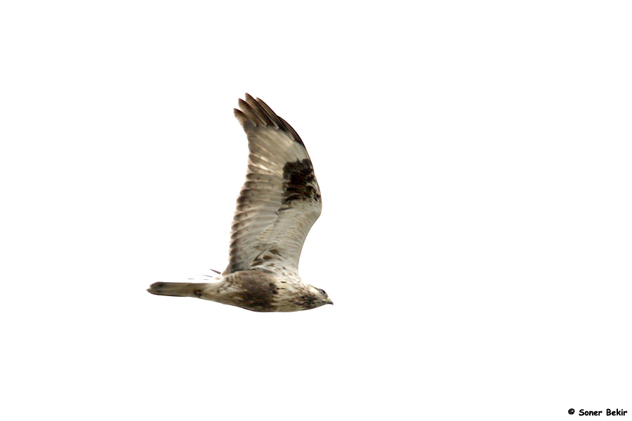 Rough-legged Buzzard