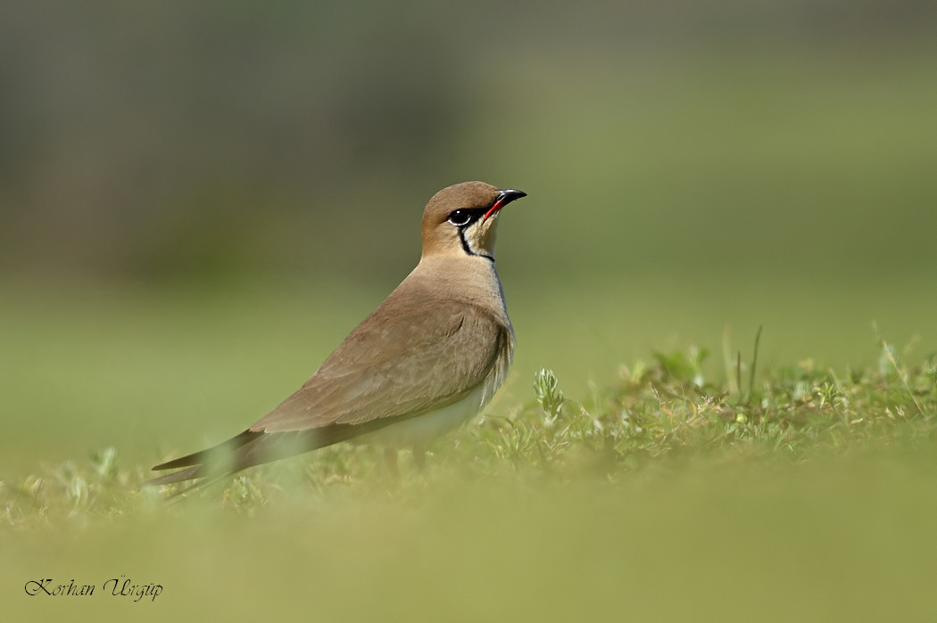 Collared Pratincole
