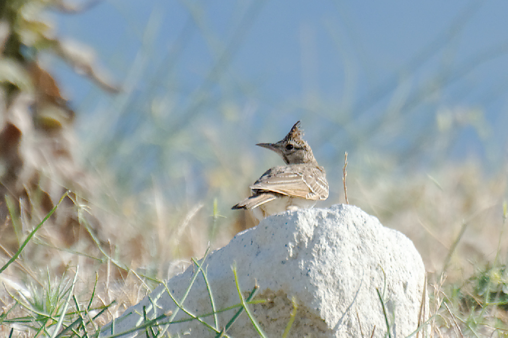 Crested Lark