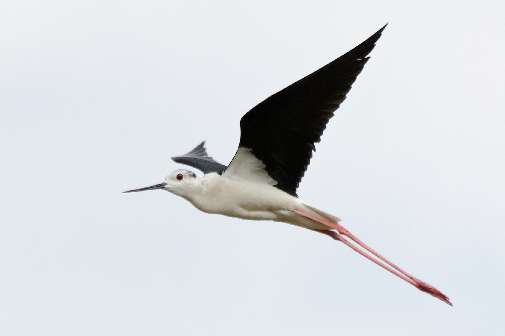 Black-winged Stilt