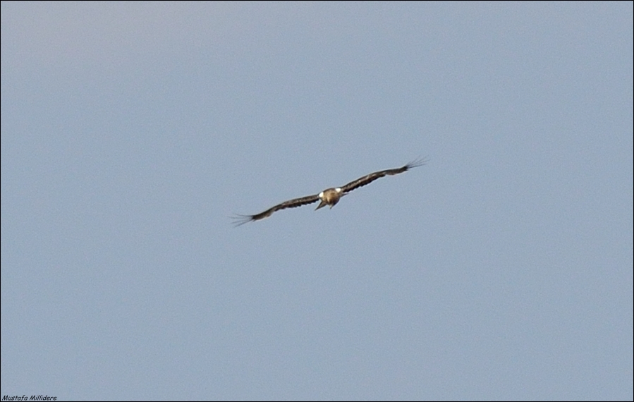 Küçük Kartal