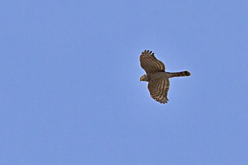 Atmaca