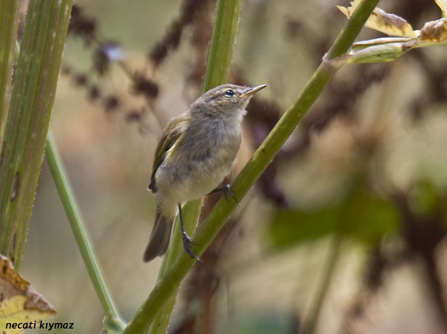 Common Chiffchaff