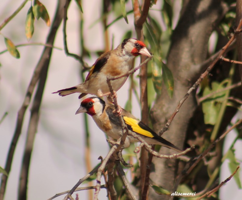 European Goldfinch