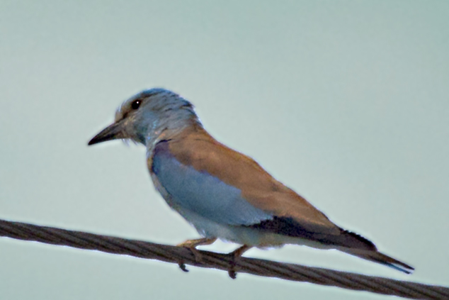 European Roller