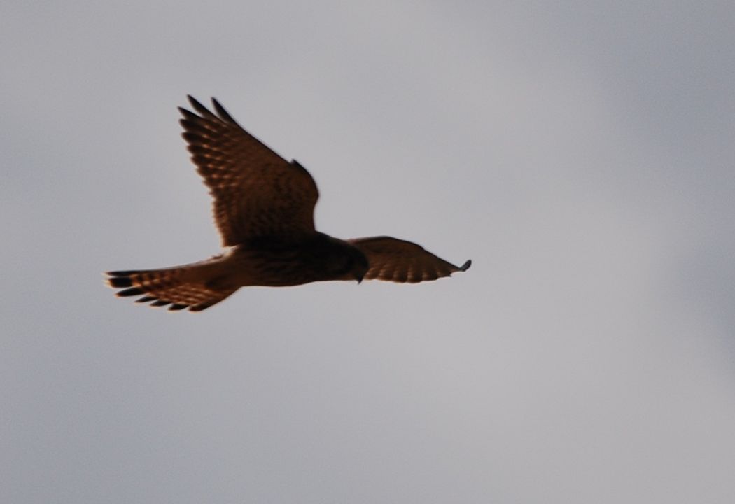 Common Kestrel