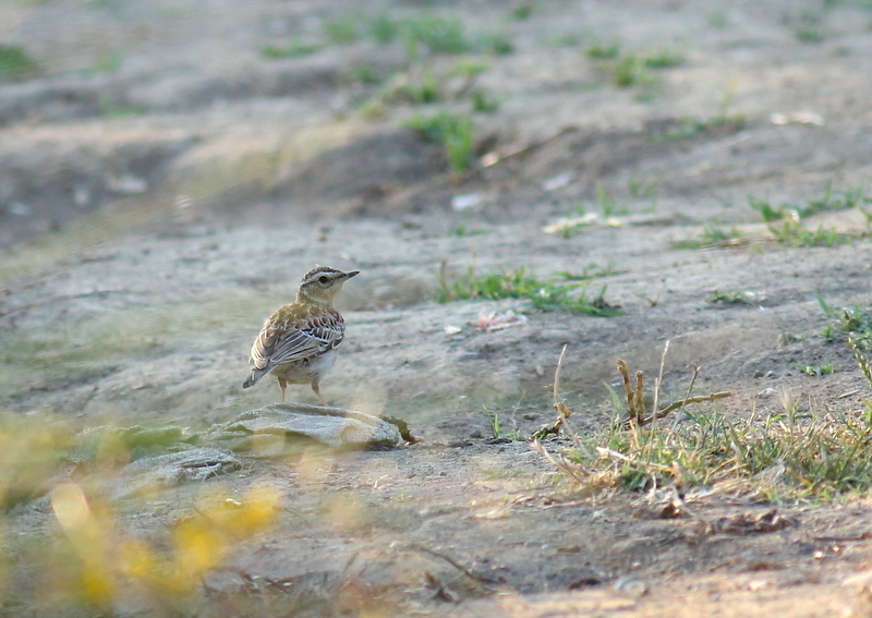 Woodlark