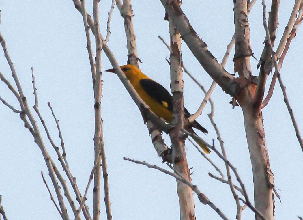 Eurasian Golden Oriole