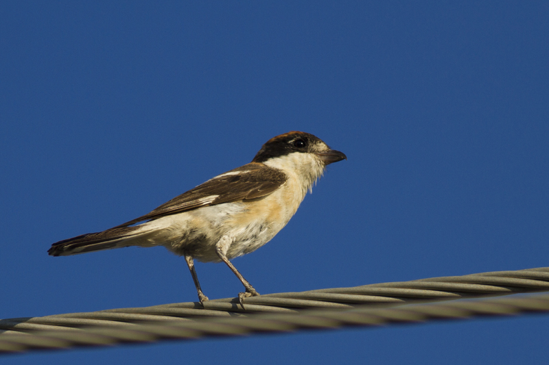Woodchat Shrike