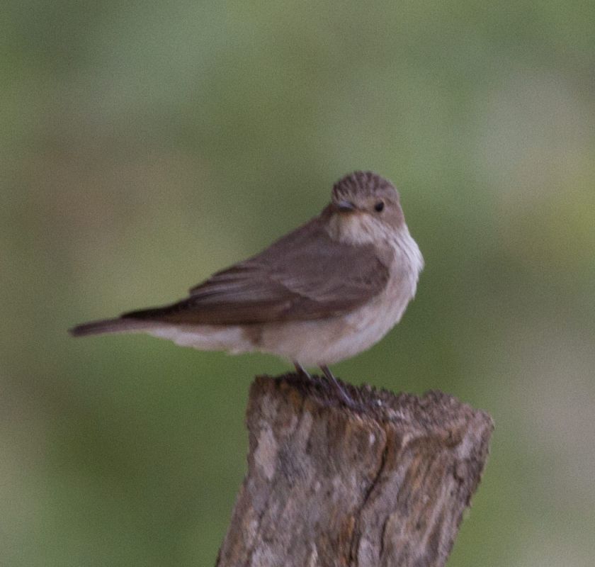 Spotted Flycatcher