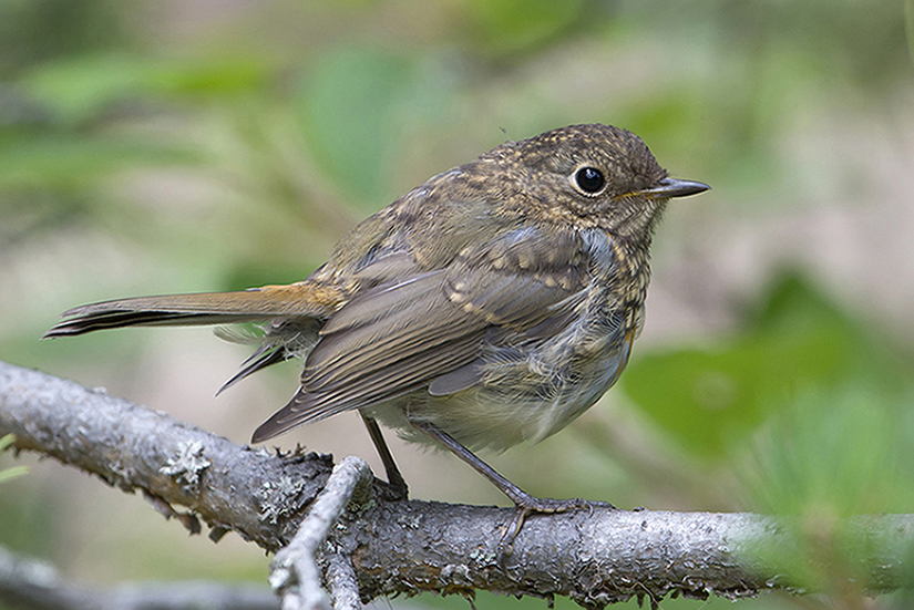 European Robin