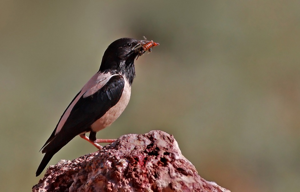 Rosy Starling