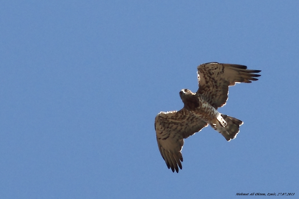 Short-toed Snake Eagle