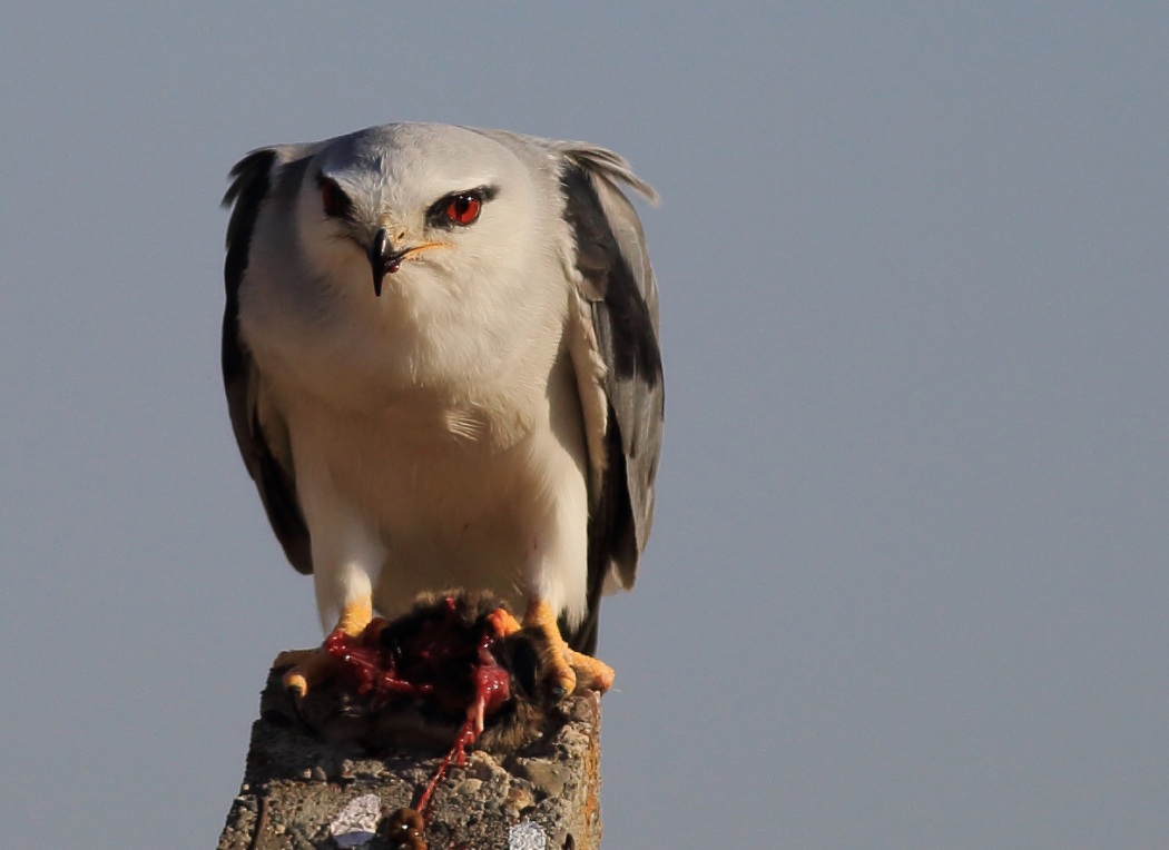 Black-winged Kite