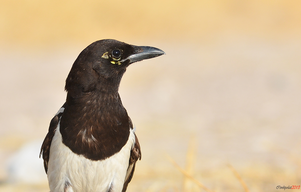 Eurasian Magpie