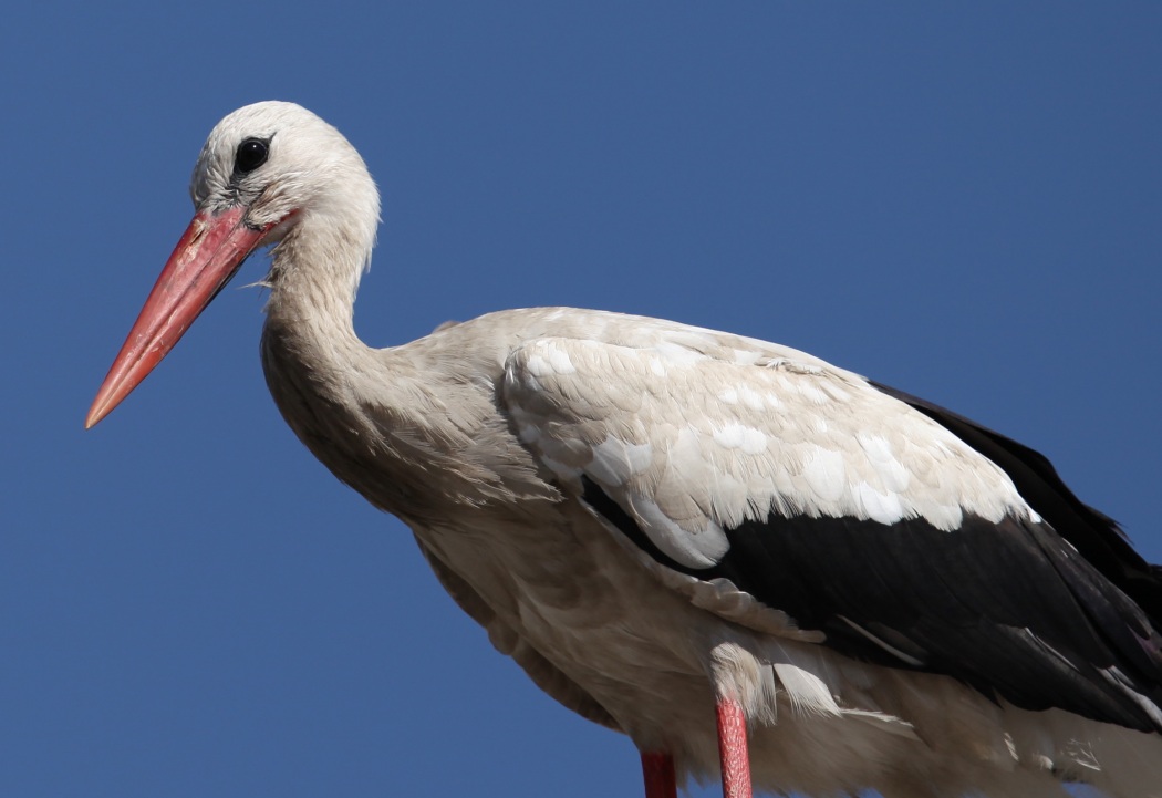 White Stork