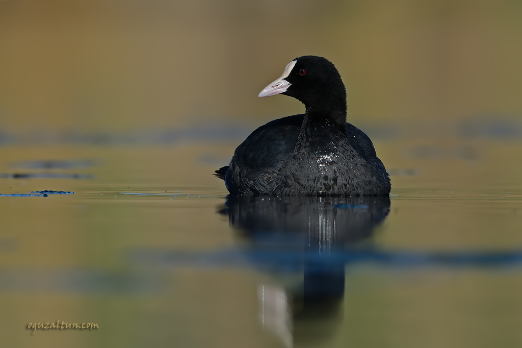 Eurasian Coot