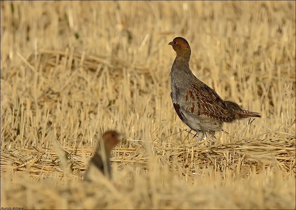 Grey Partridge