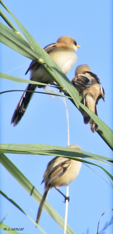 Bearded Reedling