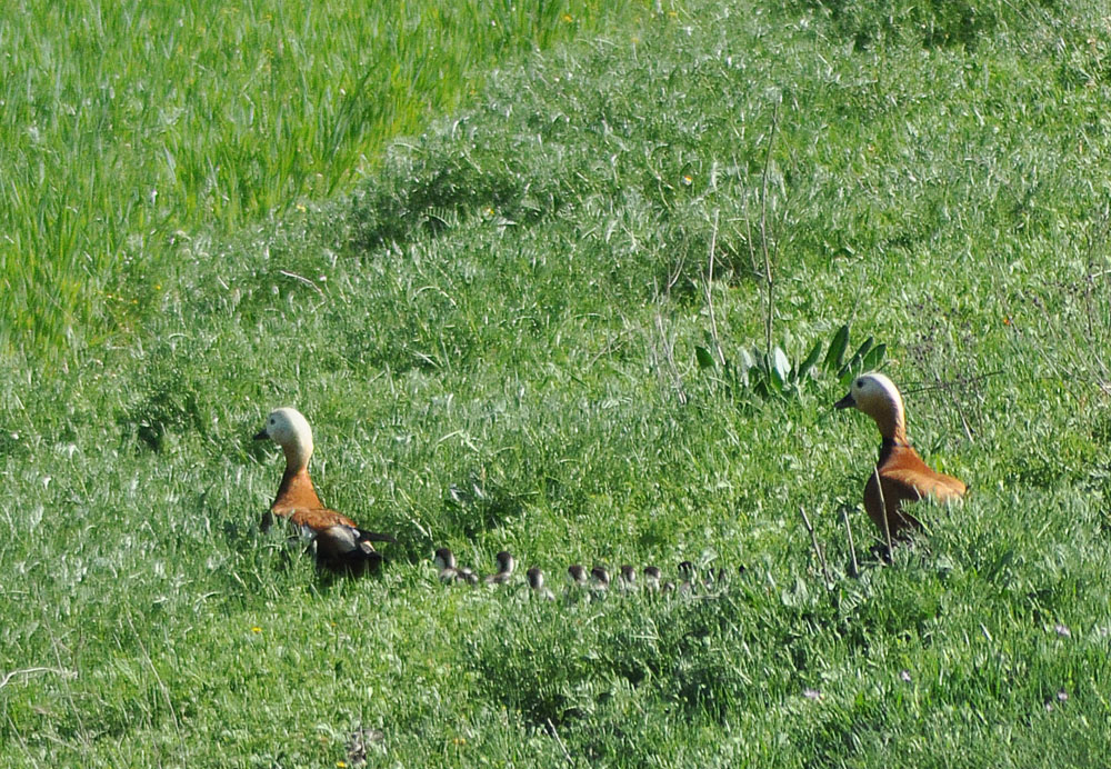 Ruddy Shelduck