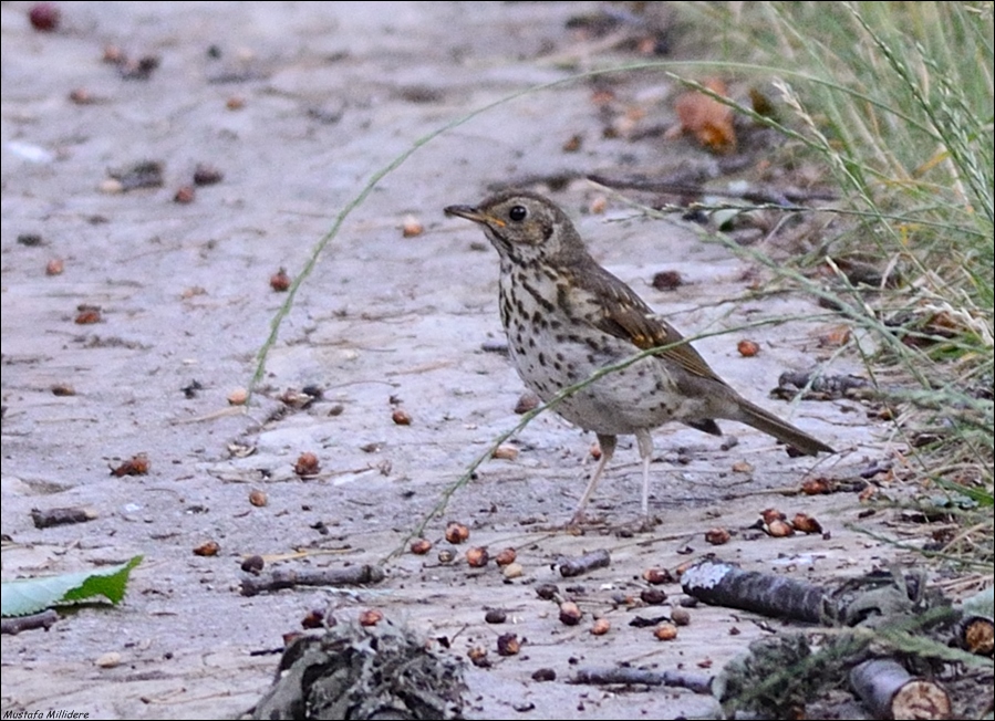 Song Thrush