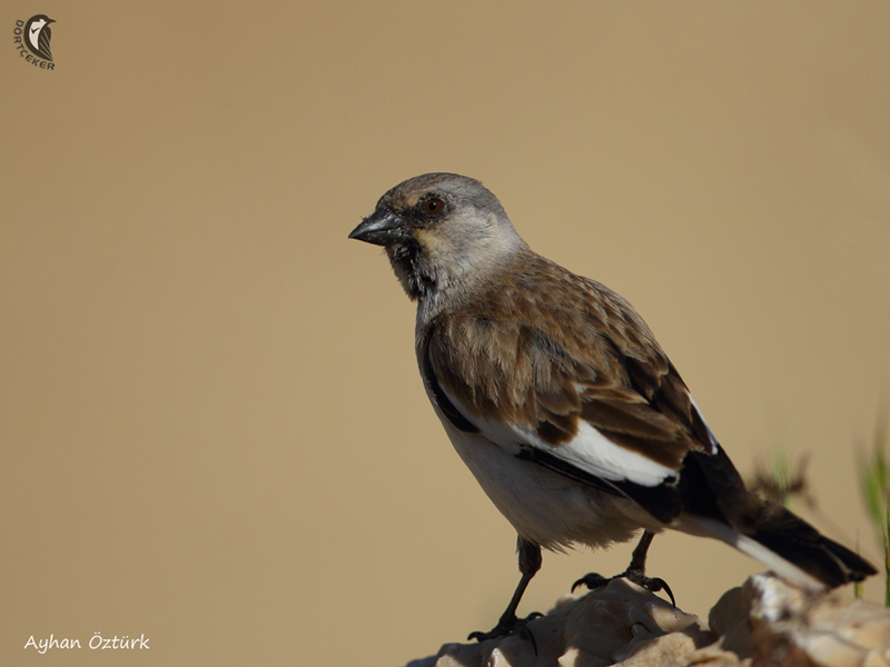 White-winged Snowfinch